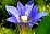100419-fude-rin-s.jpg(1369 byte)