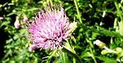 130921-hachi-azami.jpg(8520 byte)