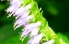 131017-naginata3.jpg(4363 byte)