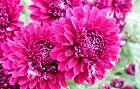 131107-kiku.jpg(6636 byte)