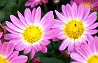 131110-kiku.jpg(6092 byte)