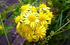 131112-awakogane.jpg(5748 byte)