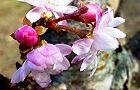 131112-jyugatusakura.jpg(5745 byte)