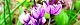 131112-rakyou-s.jpg(1843 byte)