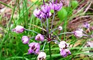 131112-rakyou.jpg(10470 byte)