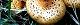131112-sugitake-s.jpg(1821 byte)