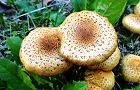 131112-sugitake2.jpg(6655 byte)