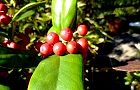 131115-chinahiragi.jpg(6250 byte)