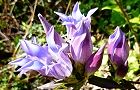 131115-rindou3.jpg(7569 byte)