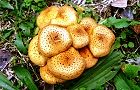 131115-sugitake.jpg(7440 byte)