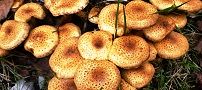 131115-sugitake2.jpg(9555 byte)