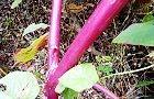 131115-yamagobou.jpg(7591 byte)