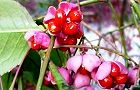 131119-mayumi3.jpg(6505 byte)