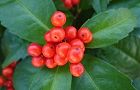131127-senryou.jpg(4076 byte)