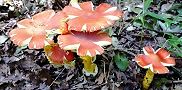 130921-tamagotke.jpg(9590 byte)