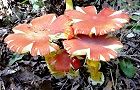 130921-tamagotke2.jpg(7394 byte)
