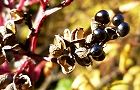 131127-inusansyo3.jpg(6601 byte)
