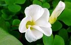 131127-katabami2.jpg(4357 byte)