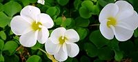 131127-katabami3.jpg(6501 byte)