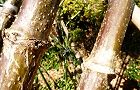 131127-kouteidaria2.jpg(7438 byte)
