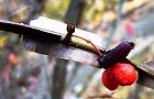 剃刀の様な翼です。'13.11.30.