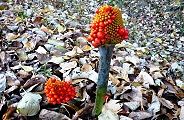 131206-musasiabumi.jpg(13682 byte)