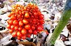 131206-musasiabumi2.jpg(7305 byte)
