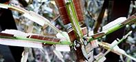 131208-nisikigi.jpg(8361 byte)