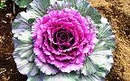 131221-habotan.jpg(7834 byte)