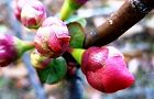 131224-boke.jpg(5123 byte)