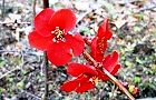 131224-boke2.jpg(7486 byte)