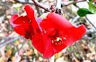 131224-boke3.jpg(6232 byte)