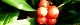 131224-omoto-s.jpg(1626 byte)