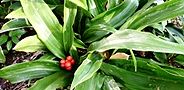 131224-omoto2.jpg(8558 byte)