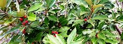 131226-motinoki3.jpg(13647 byte)