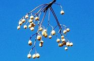 長池公園南エントランス。'13.12.30.