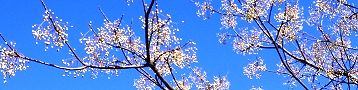 131230-sendan2.jpg(16272 byte)