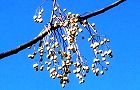 131230-sendan3.jpg(5291 byte)