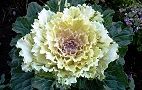 131231-habotan.jpg(6430 byte)