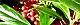 131231-hyakuryo-s.jpg(1981 byte)