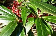131231-hyakuryo.jpg(11504 byte)