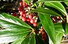 131231-hyakuryo2.jpg(7225 byte)