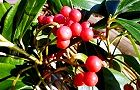 131231-hyakuryo3.jpg(7961 byte)