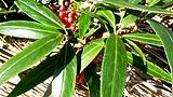 131231-hyakuryo4.jpg(8721 byte)