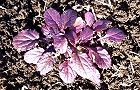 131231-rozeto.jpg(9024 byte)