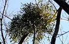 140107-yadori.jpg(7929 byte)
