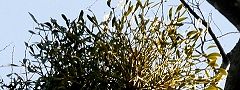 140107-yadori2.jpg(12531 byte)