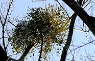 140107-yadorigi.jpg(12341 byte)