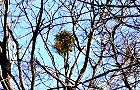 140107-yadorigi2.jpg(9470 byte)