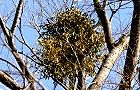 140107-yadorigi3.jpg(8642 byte)